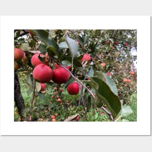 Apple Branch in the Apple Orchard Posters and Art